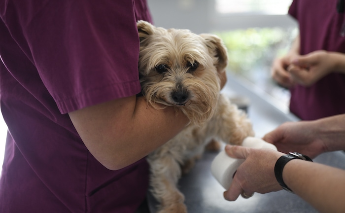 Ein Hund beim Tierarzt