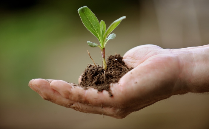 Eine Person hält eine junge Pflanze in der Hand