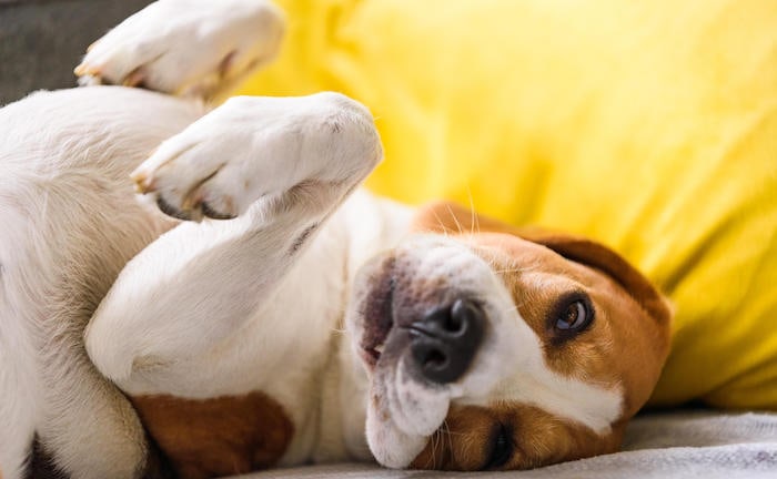 Hund macht Nickerchen