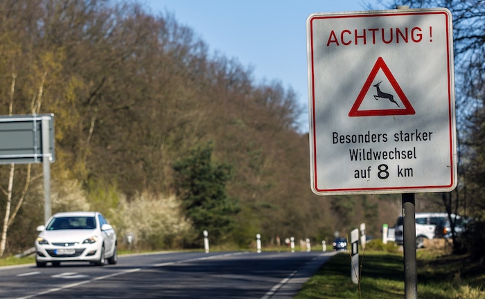 Gefahrenschild Wildwechsel