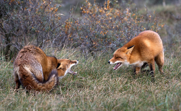 Füchse kämpfen in der Natur