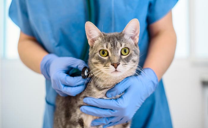 Eine Katze beim Tierarzt