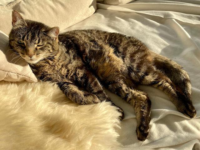 Kater („Katzerich“) Gideon auf der heimischen Couch.