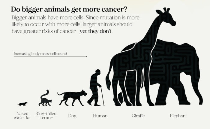Unterschiedlich große Lebewesen und die Frage, ob sie Krebs bekommen können
