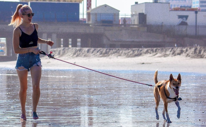 Leine zu locker?: Wenn der Hund etwas anstellt, stellt sich die Frage, wer dafür aufkommen muss