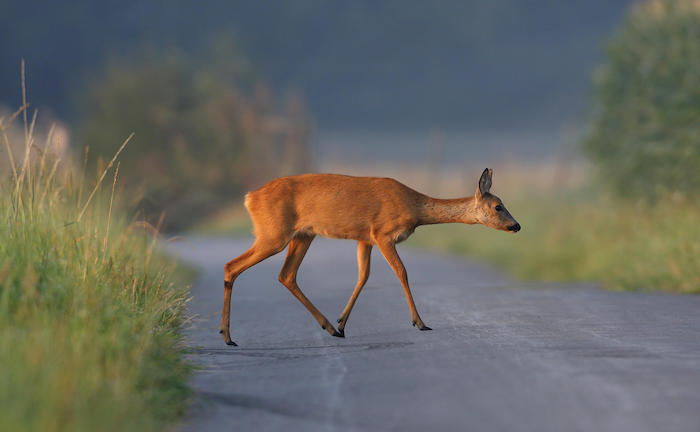 Reh überquert Straße