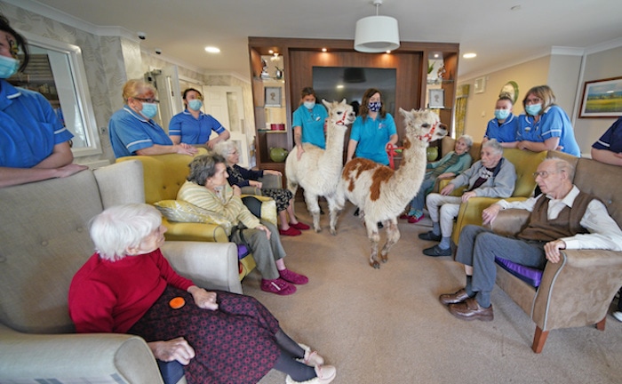 Alpacas visit The Oaks Care Home