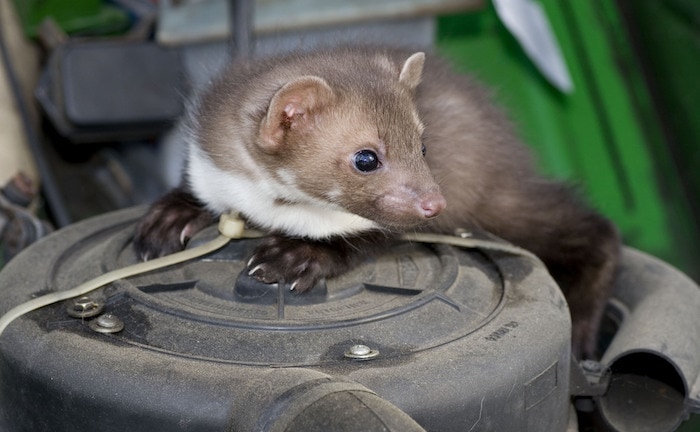 Marder im Auto - Marderschäden an Autos