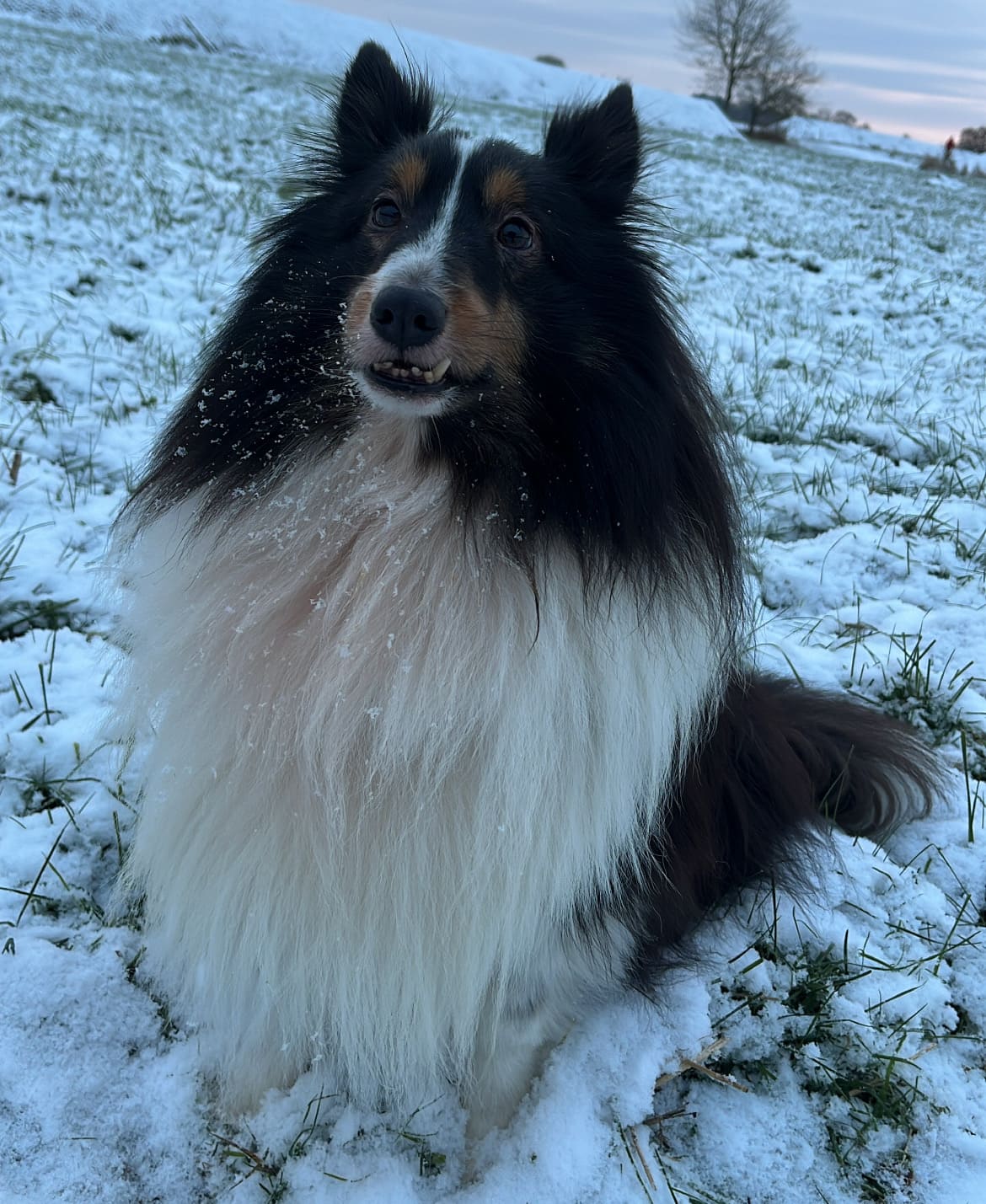 Sheltie Koda