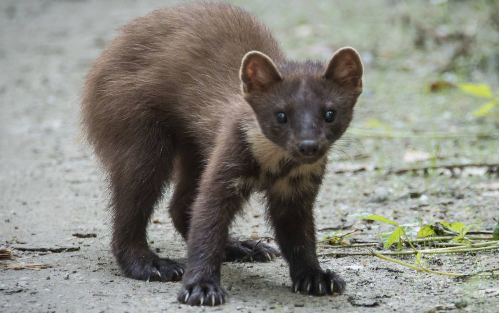 Achtung! Er hat es auf Ihr Auto abgesehen!