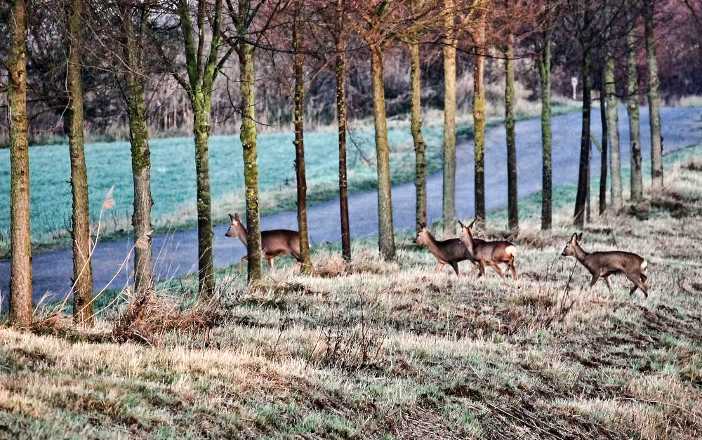 Heikel für Autofahrer: Rehe wollen die Straße überqueren