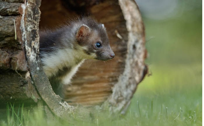 Marder in einem Baumstamm: Marderbisse an Kabeln können Kaskoversicherte mehrere hundert Euro kosten.