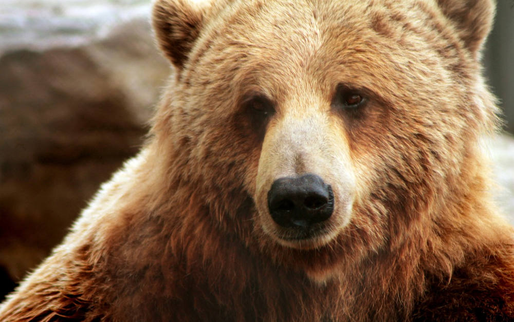 Das Original: Braunbär im Zoo von Quebec