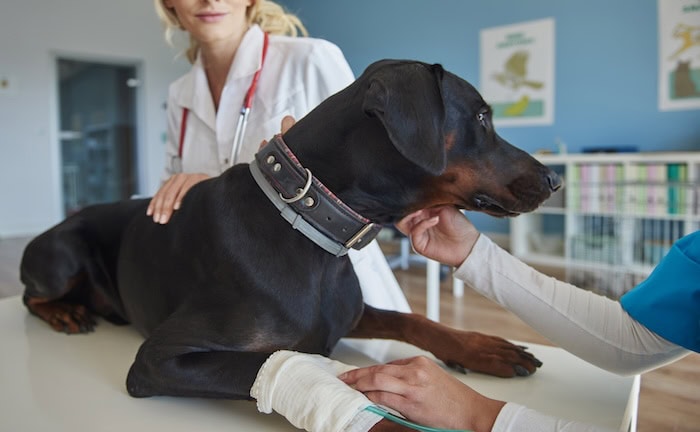 Hund beim Tierarzt: Bei Tierkrankenversicherungen ist der NPS für den Service aus Kundensicht am besten.