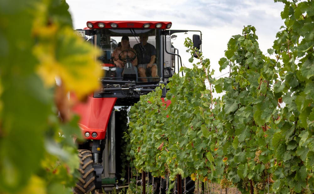 Weinlese in der Pfalz: Franke und Bornberg hat auch Betriebshaftpflichtversicherung für Landwirtschaft bewertet